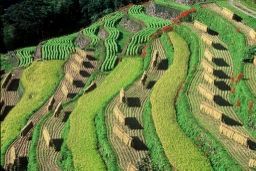 棚田の風景