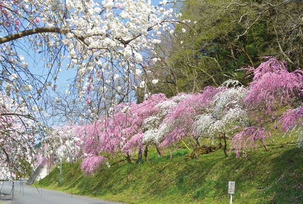 小夜戸・大畑花桃街道