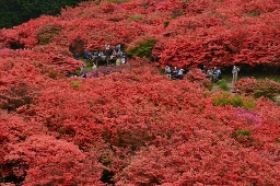 自然つつじ園